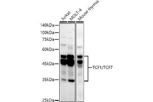 Western blot analysis of extracts of various cell lines, using TCF1/TCF7 antibody (ABIN7270885) at 1:1000 dilution.