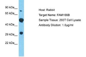 Host: Rabbit Target Name: FAM166B Sample Tissue: Human 293T Whole Cell Antibody Dilution: 1ug/ml (FAM166B Antikörper  (Middle Region))