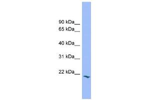 WB Suggested Anti-PRRG2 Antibody Titration:  0. (PRRG2 Antikörper  (Middle Region))