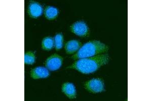 IF analysis of Poliovirus Receptor/PVR using anti-Poliovirus Receptor/PVR antibody (ABIN7601077). (Poliovirus Receptor Antikörper  (AA 28-417))