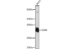 Western blot analysis of extracts of MCF7 cells, using CDK4 Rabbit mAb  at 1:1000 dilution. (CDK4 Antikörper)
