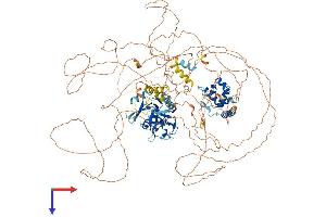 ARID5B Protein (AA 1-1188) (His tag)