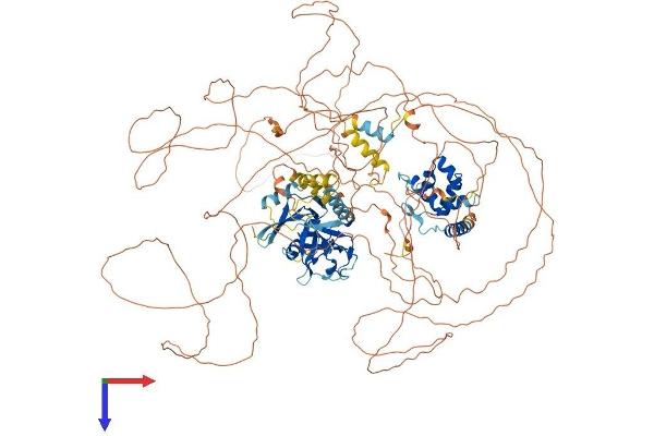ARID5B Protein (AA 1-1188) (His tag)