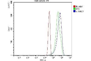 Flow Cytometry analysis of Hela cells using anti-delta 1 Catenin/CAS/CTNND1 antibody (ABIN7602221). (CTNND1 Antikörper  (AA 64-930))