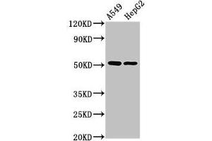 Western Blot Positive WB detected in: A549 whole cell lysate, HepG2 whole cell lysate All lanes: PPOX antibody at 2. (PPOX Antikörper  (AA 1-477))