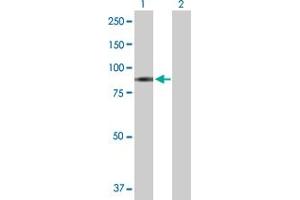 Western Blot analysis of GAB2 expression in transfected 293T cell line by GAB2 MaxPab polyclonal antibody. (GAB2 Antikörper  (AA 1-676))