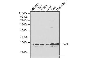 Western blot analysis of extracts of various cell lines using RAN Polyclonal Antibody at dilution of 1:1000. (RAN Antikörper)