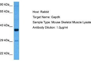 Host: Rabbit Target Name: GAPDH Sample Tissue: Mouse Skeletal Muscle Antibody Dilution: 1ug/ml (GAPDH Antikörper  (Middle Region))