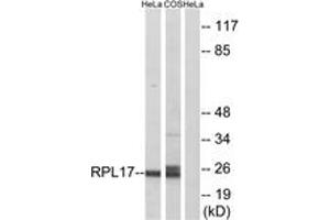 Western blot analysis of extracts from HeLa/COS7 cells, using RPL17 Antibody. (RPL17 Antikörper  (AA 101-150))
