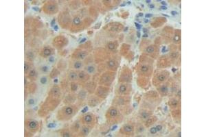 IHC-P analysis of Human Tissue, with DAB staining. (FAM20A Antikörper  (AA 368-541))