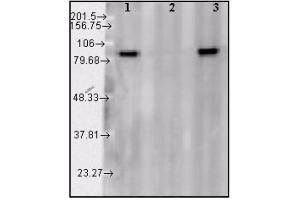 Western blot analysis of Hsp90α. (HSP90 ELISA Kit)