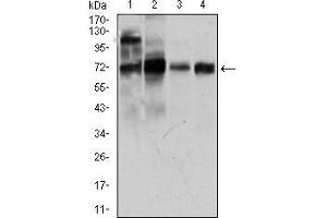 Western blot analysis using CLGN mouse mAb against LNCaP (1), HepG2 (2), PC-3 (3), and Raji (4) cell lysate. (Calmegin Antikörper  (AA 249-405))