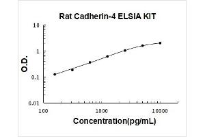 Cadherin 4 (CDH4) ELISA Kit