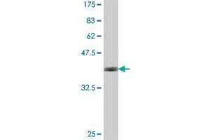 Western Blot detection against Immunogen (37. (BLVRB Antikörper  (AA 107-206))