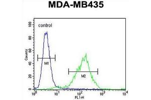 CK073 Antibody (N-term) flow cytometric analysis of MDA-MB435 cells (right histogram) compared to a negative control cell (left histogram). (C11orf73 Antikörper  (N-Term))
