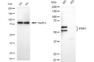 Western blotting analysis using PDP1 antibody (ABIN7800084). (PDP Antikörper)