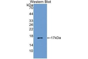 Detection of Recombinant RANTES, Canine using Polyclonal Antibody to Regulated On Activation In Normal T-Cell Expressed And Secreted (RANTES) (CCL5 Antikörper  (AA 24-91))