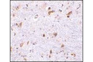 Immunohistochemistry of PDCD4 in mouse brain tissue with this product at 2. (PDCD4 Antikörper  (C-Term))