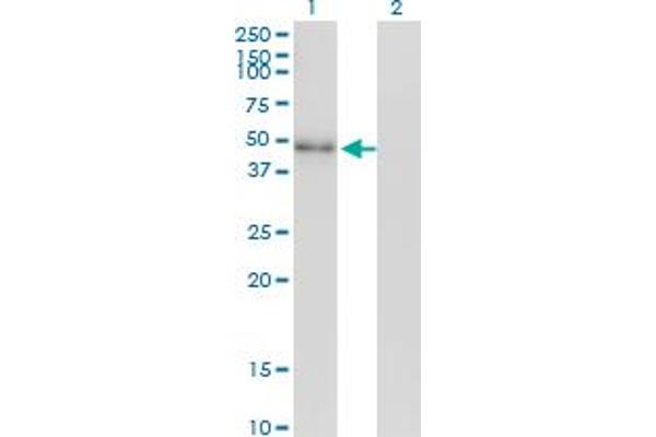NEUROD2 Antikörper  (AA 266-375)