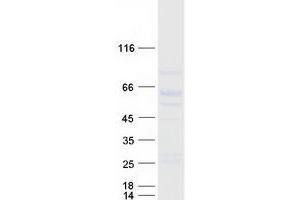 Validation with Western Blot (LILRA1 Protein (Myc-DYKDDDDK Tag))