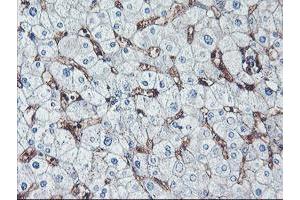 Immunohistochemical staining of paraffin-embedded Human liver tissue using anti-NPTN mouse monoclonal antibody. (NPTN Antikörper)