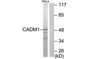 Western blot analysis of extracts from HeLa cells, using CADM1 Antibody. (CADM1 Antikörper  (AA 393-442))