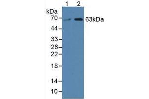 Western blot analysis of (1) Human HeLa cells and (2) Human 293T Cells. (SPTLC3 Antikörper  (AA 80-563))