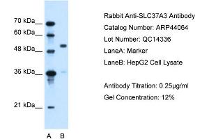 WB Suggested Anti-SLC37A3  Antibody Titration: 0. (SLC37A3 Antikörper  (Middle Region))