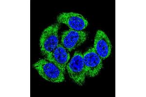 Confocal immunofluorescent analysis of GCLM Antibody (C-term) (ABIN653046 and ABIN2842657) with 293 cell followed by Alexa Fluor 488-conjugated goat anti-rabbit lgG (green). (GCLM Antikörper  (C-Term))