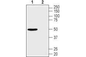 Western blot analysis of mouse brain membranes:1.