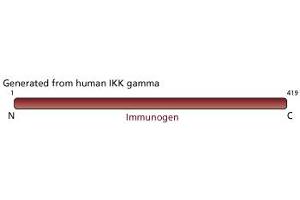 Image no. 2 for anti-Inhibitor of kappa Light Polypeptide Gene Enhancer in B-Cells, Kinase gamma (IKBKG) antibody (ABIN967646) (IKBKG Antikörper)