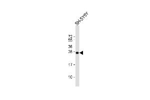 Anti-SN Antibody (Center) at 1:1000 dilution + SH-SY5Y whole cell lysate Lysates/proteins at 20 μg per lane. (SNAP25 Antikörper  (AA 36-63))