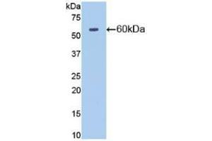 Detection of Recombinant NT5E, Mouse using Polyclonal Antibody to Cluster Of Differentiation 73 (CD73) (CD73 Antikörper  (AA 29-550))
