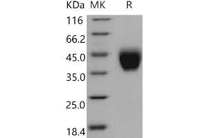 Western Blotting (WB) image for Coagulation Factor III (thromboplastin, Tissue Factor) (F3) (Active) protein (His tag) (ABIN7195150) (Tissue factor Protein (His tag))