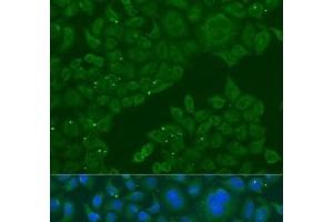 Immunofluorescence analysis of U2OS cells using B3GALNT1 Polyclonal Antibody at dilution of 1:100. (B3GALNT1 Antikörper)