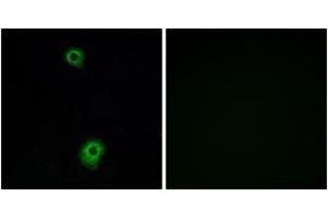 Immunofluorescence (IF) image for anti-Serotonin Receptor 1B (HTR1B) (AA 261-310) antibody (ABIN2890744) (5HT1B Receptor Antikörper  (AA 261-310))