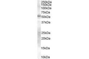 ABIN185609 (0. (SMAD9 Antikörper  (Internal Region))