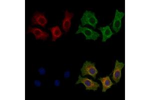 ABIN7094563 and ABIN7098612 staining HepG2 cells by IF/ICC.