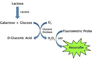 Lactose assay principle