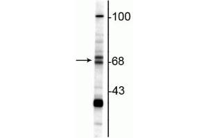 Western blot of rat hippocampal lysate showing specific immunolabeling of the ~68/70 kDa ChAT. (Choline Acetyltransferase Antikörper)