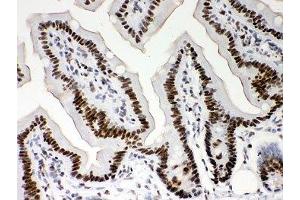IHC-P: Nucleophosmin antibody testing of mouse intestine tissue (NPM1 Antikörper  (AA 1-294))