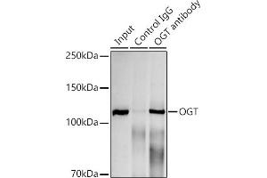 Immunoprecipitation analysis of 300 μg extracts of HeLa cells using 3 μg OGT antibody (ABIN7269074). (OGT Antikörper)