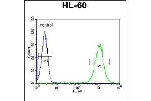 Flow cytometric analysis of HL-60 cells (right histogram) compared to a negative control cell (left histogram). (C1orf38 Antikörper  (C-Term))