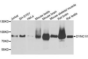 Western blot analysis of extracts of various cell lines, using DYNC1I1 antibody. (DYNC1I1 Antikörper)