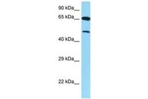 Image no. 1 for anti-Arginine Vasopressin Receptor 1B (AVPR1B) (AA 271-320) antibody (ABIN6748241) (AVPR1B Antikörper  (AA 271-320))