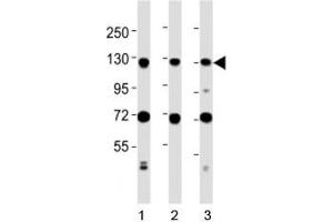 Western blot testing of MCM2 antibody at 1:2000 dilution. (MCM2 Antikörper  (AA 649-677))