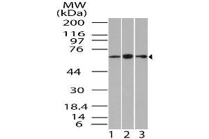 Image no. 1 for anti-Guanylate Binding Protein 1, Interferon-Inducible (GBP1) (AA 200-592) antibody (ABIN5027216)