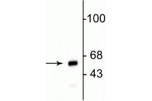 Western blot of HeLa cell lysate showing specific immunolabeling of the ~ 60 kDa mitochondrial protein. (Mitochondria Antikörper)
