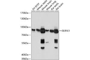 Western blot analysis of extracts of various cell lines, using GLB1L3 antibody (ABIN7267334) at 1:1000 dilution. (GLB1L3 Antikörper  (AA 180-290))