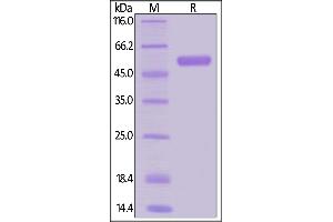 Human RANK, Mouse IgG2a Fc Tag, low endotoxin on  under reducing (R) condition. (TNFRSF11A Protein (AA 30-212) (Fc Tag))